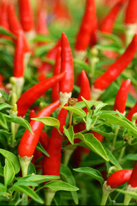 Gourmet African Bird Pepper: 2 oz.